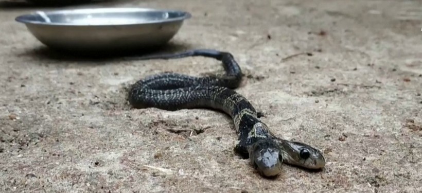 Обнаружена редкая двухголовая змея