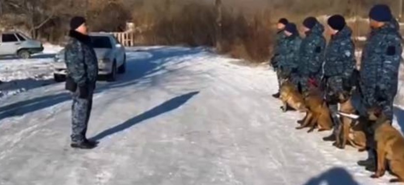 служебные собаки служебные собаки