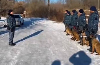 служебные собаки
