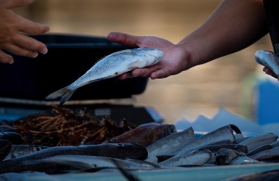Насколько выросли цены на рыбу и морепродукты в Казахстане, рассказали статистики