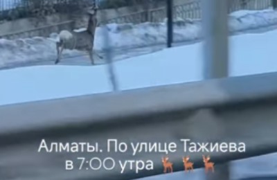 косуля