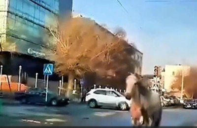 лошадь