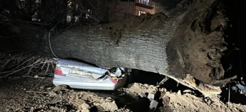 дерево упало на авто дерево упало на авто