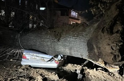 дерево упало на авто