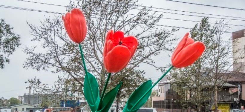 тюльпан, маф тюльпан, маф