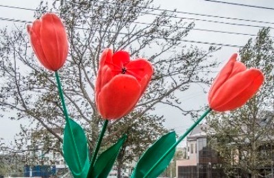 тюльпан, маф