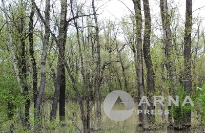 природа, лес, область Абай