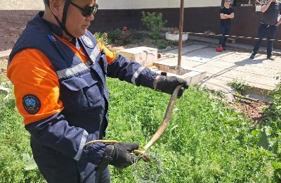 спасатель поймал змею