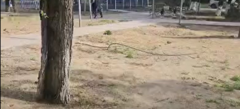 провод, дерево, общественное пространство провод, дерево, общественное пространство