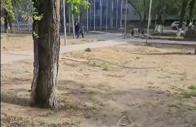 провод, дерево, общественное пространство