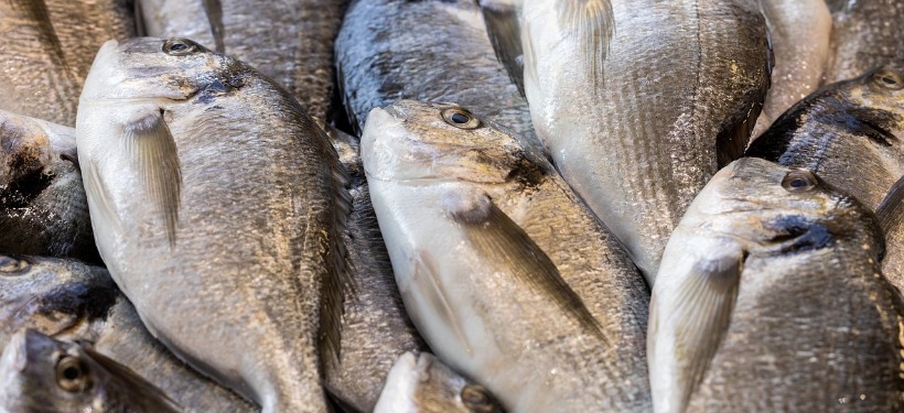 рыба, рыбная продукция рыба, рыбная продукция