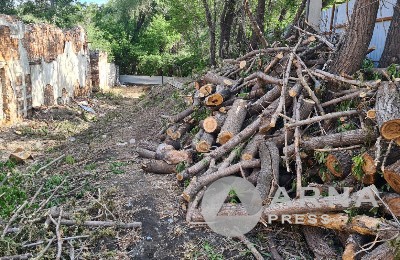 спиленные деревья, Arnapress.kz