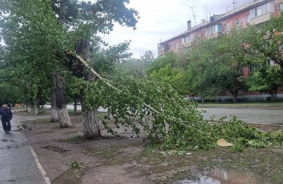 упавшее дерево