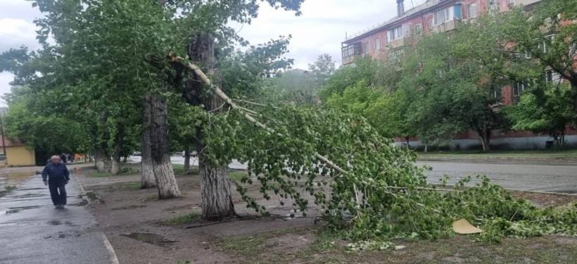 упавшее дерево упавшее дерево