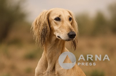 казахский тазы
