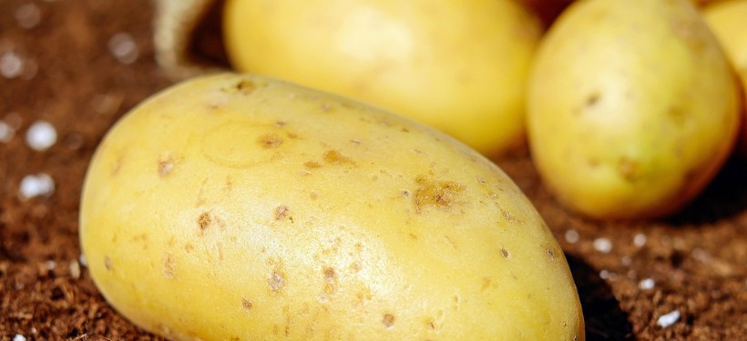 картофель картофель