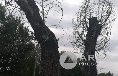 высохшее дерево, Arnapress.kz