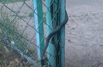 змея на детской площадке
