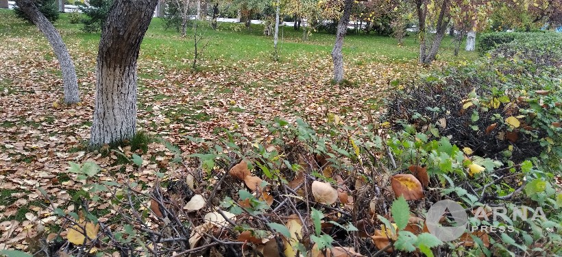 Заморозки и туманы ожидаются в ряде регионов Казахстана