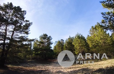 лес, бор, область Абай