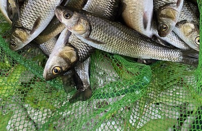 рыба, сети