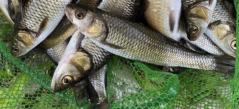 рыба, сети рыба, сети