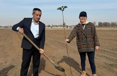 апорт, яблони