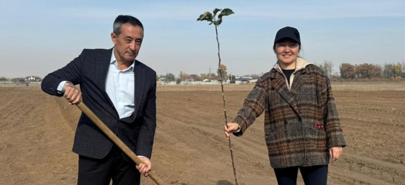 апорт, яблони