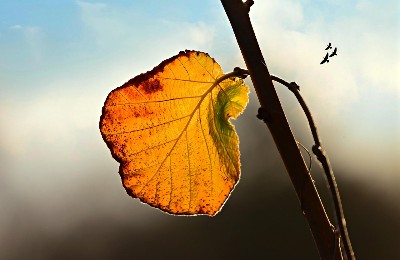 осень, погода