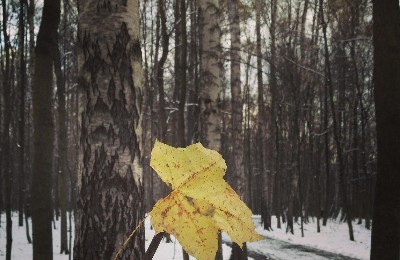 снег, ноябрь