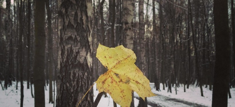 снег, ноябрь снег, ноябрь