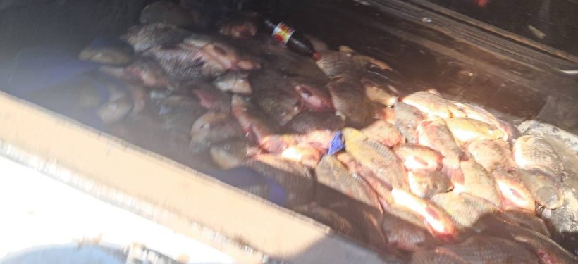 рыба, браконьеры