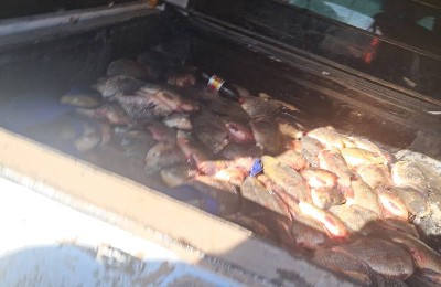 рыба, браконьеры