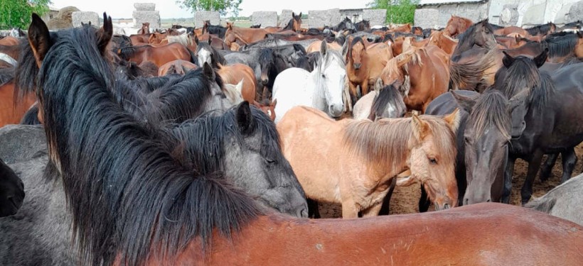 скот, лошади, табун