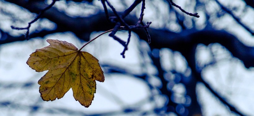 осень, ноябрь