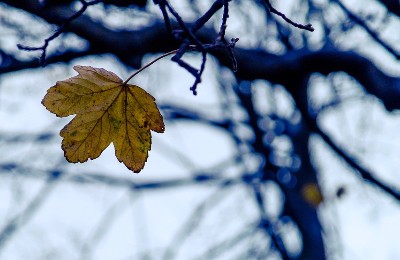 осень, ноябрь