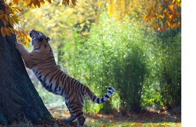 амурский тигр