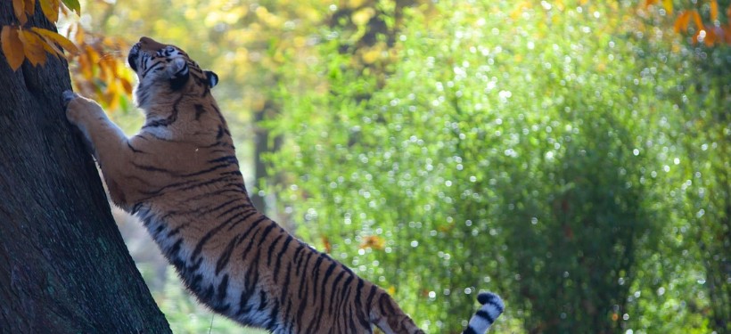 амурский тигр