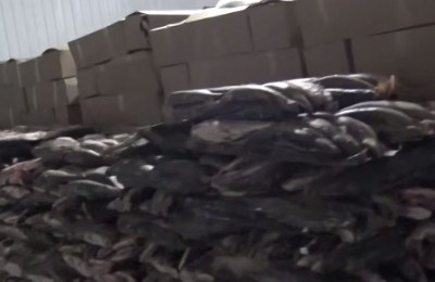 рыба, экспорт, судак