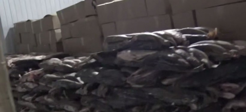 рыба, экспорт, судак