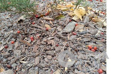 Какие сюрпризы преподнесет казахстанцам погода в ближайшие дни