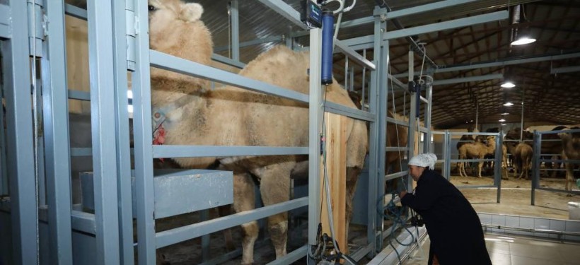 цех по переработке верблюжьего молока