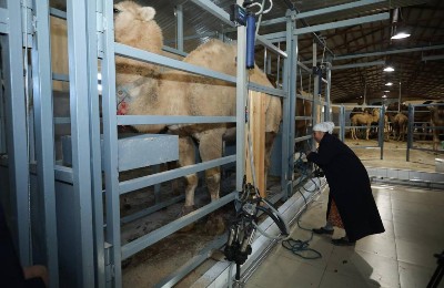 цех по переработке верблюжьего молока