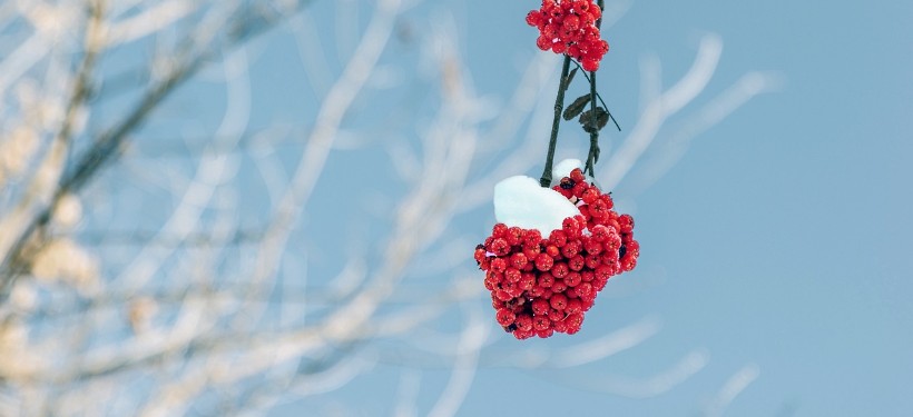 снег, ягоды