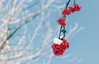 снег, ягоды