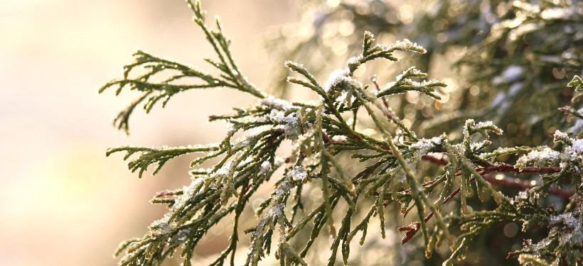 снег, осадки, погода