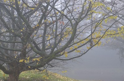 туман, непогода