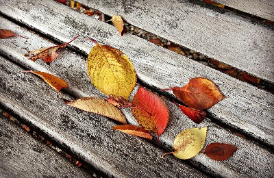 осень, листья