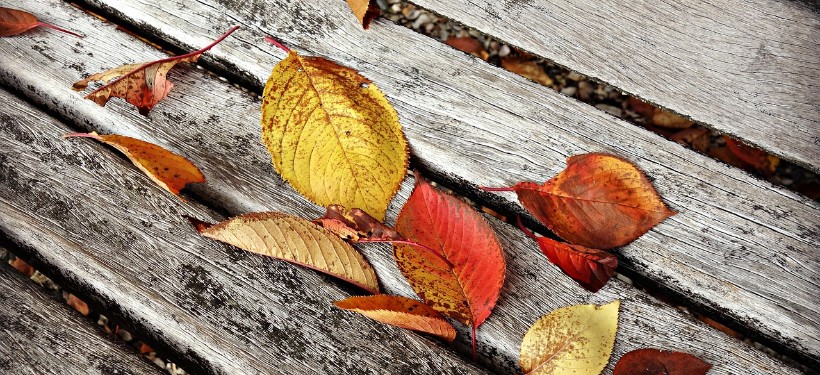 осень, листья