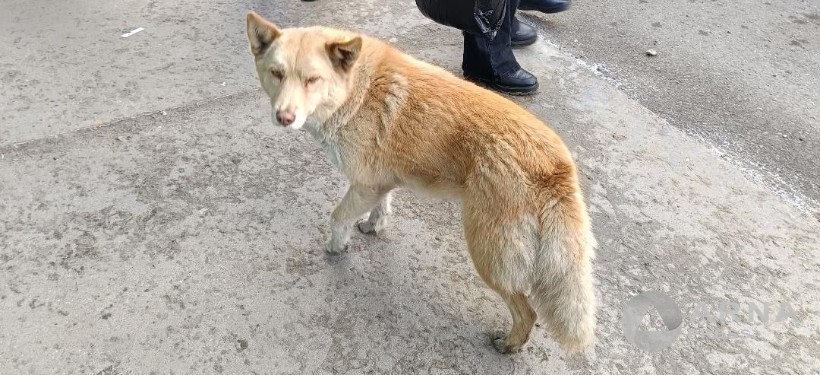 собака Лиса